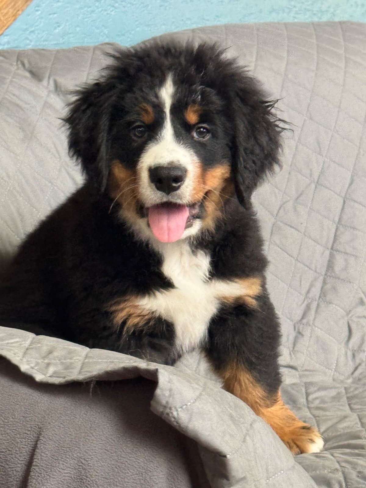 Bernese Mountain Dog Puppies breeder image 18