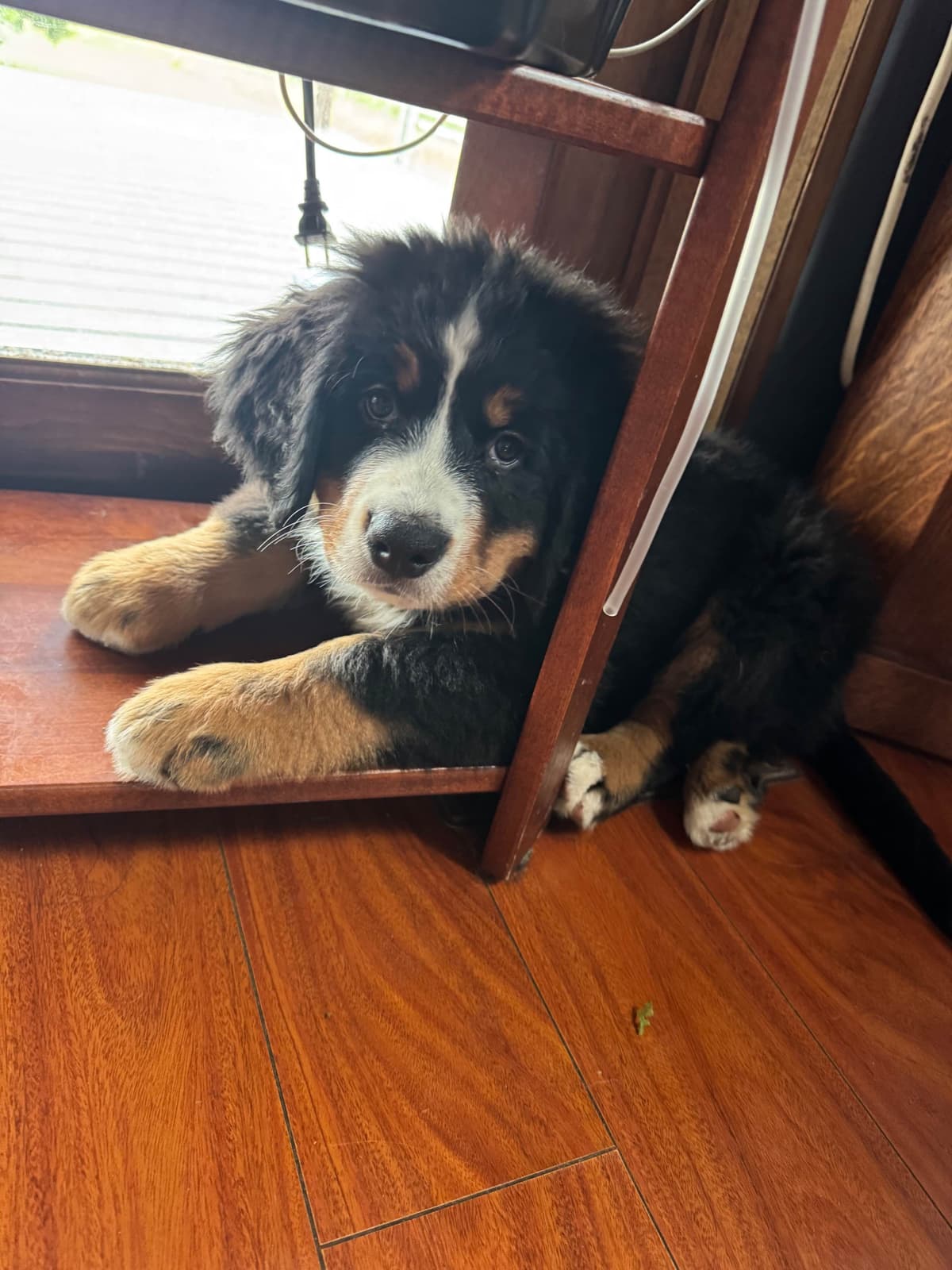 Bernese Mountain Dog Puppies breeder image 19