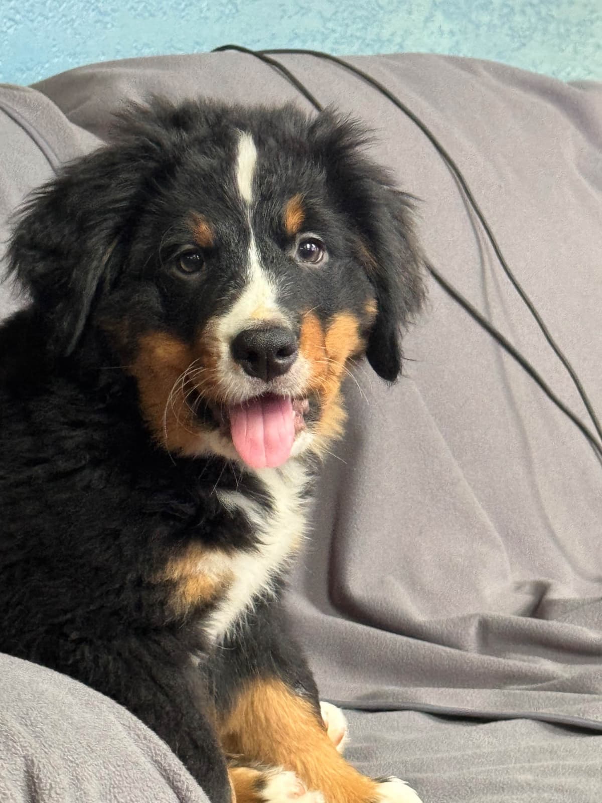 Bernese Mountain Dog Puppies breeder image 20