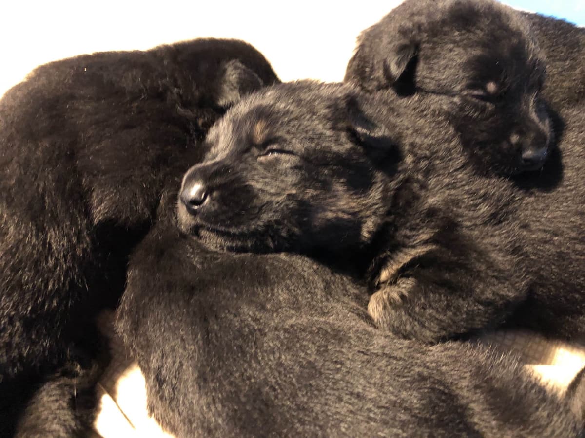 German Shepherd Dog Puppies breeder image 1