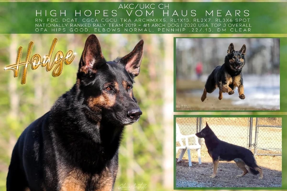 German Shepherd Dog Puppies breeder image 3