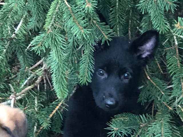 German Shepherd Dog Puppies media 2