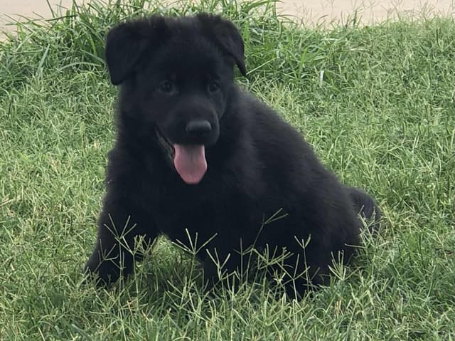 German Shepherd Dog Puppies media 3