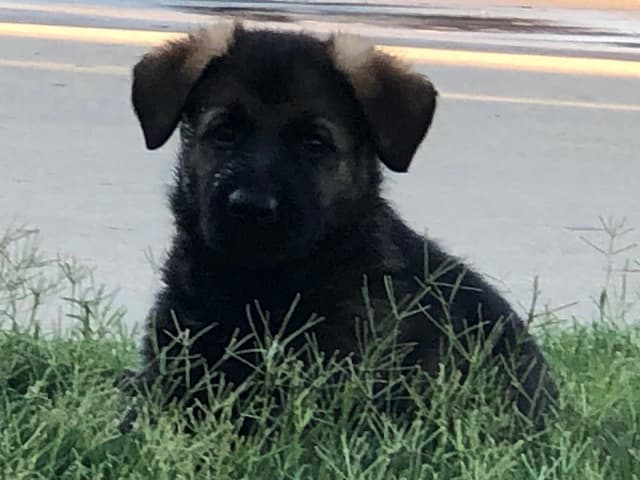 German Shepherd Dog Puppies media 6