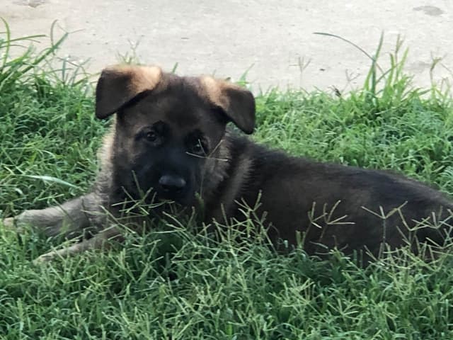 German Shepherd Dog Puppies media 7