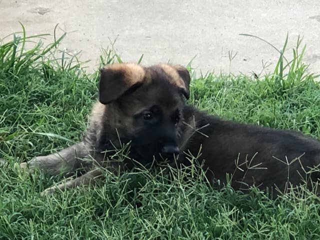 German Shepherd Dog Puppies media 8