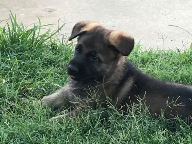 German Shepherd Dog Puppies media 9