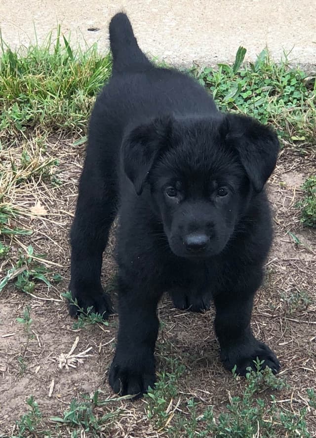 German Shepherd Dog Puppies media 10