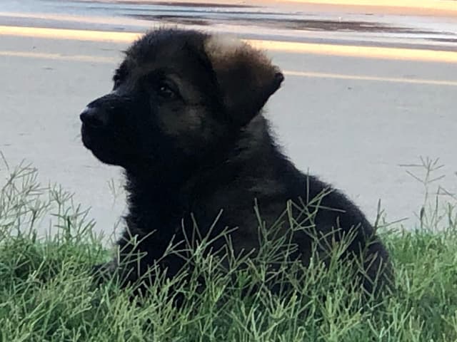 German Shepherd Dog Puppies media 11