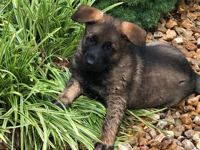 German Shepherd Dog Puppies media 13