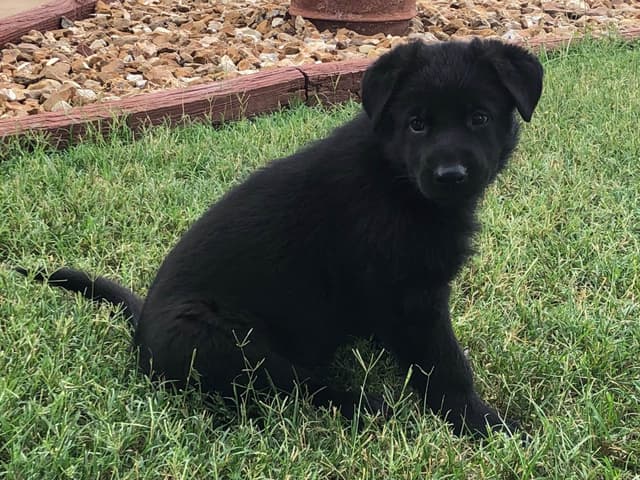 German Shepherd Dog Puppies media 14