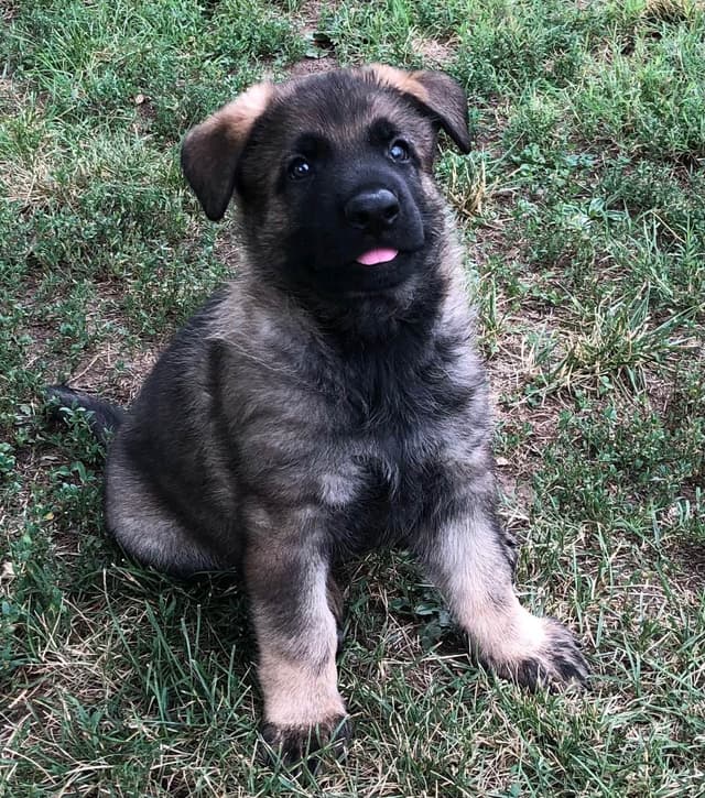 German Shepherd Dog Puppies media 15