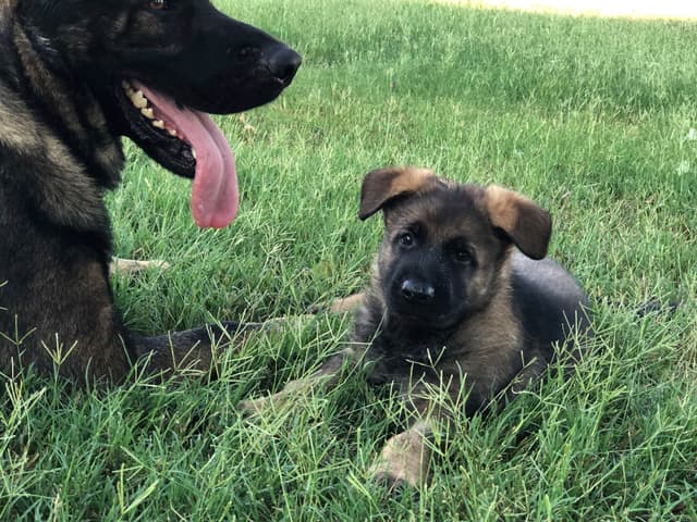 German Shepherd Dog Puppies media 16