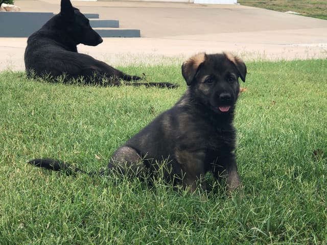 German Shepherd Dog Puppies media 17