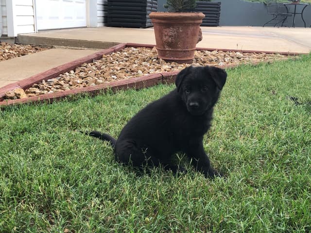 German Shepherd Dog Puppies media 18