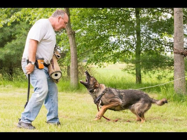 German Shepherd Dog Puppies media 3