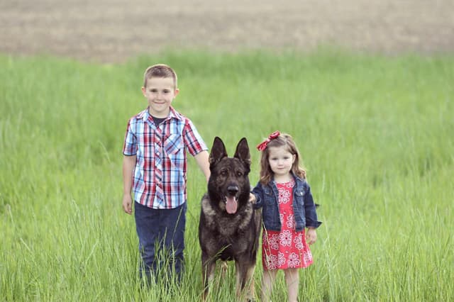 German Shepherd Dog Puppies media 4