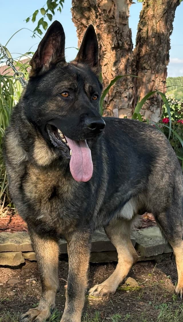 German Shepherd Dog Puppies media 6