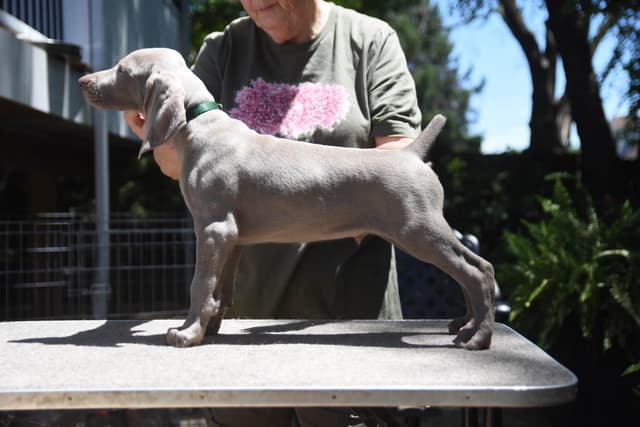 AKC Weimaraner Puppies media 4