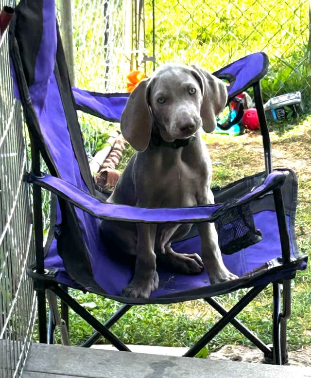 AKC Weimaraner Puppies media 5