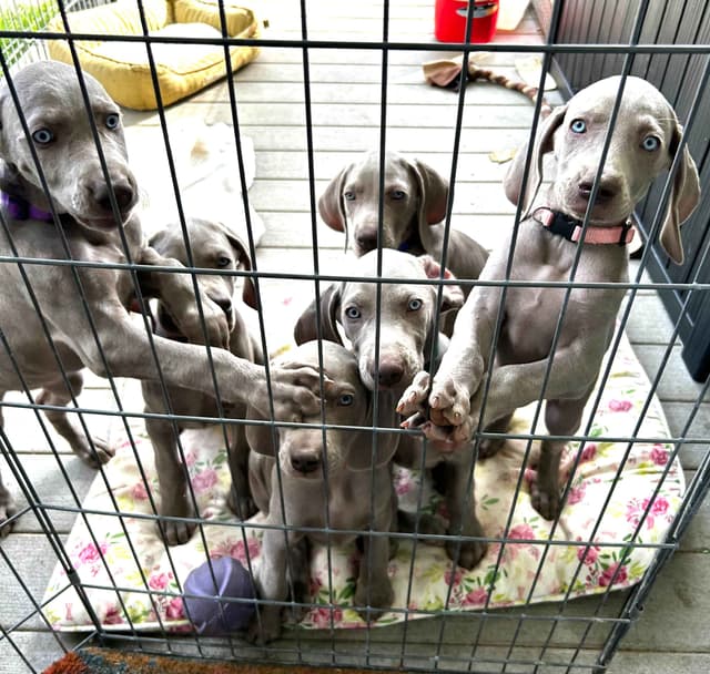 AKC Weimaraner Puppies media 6