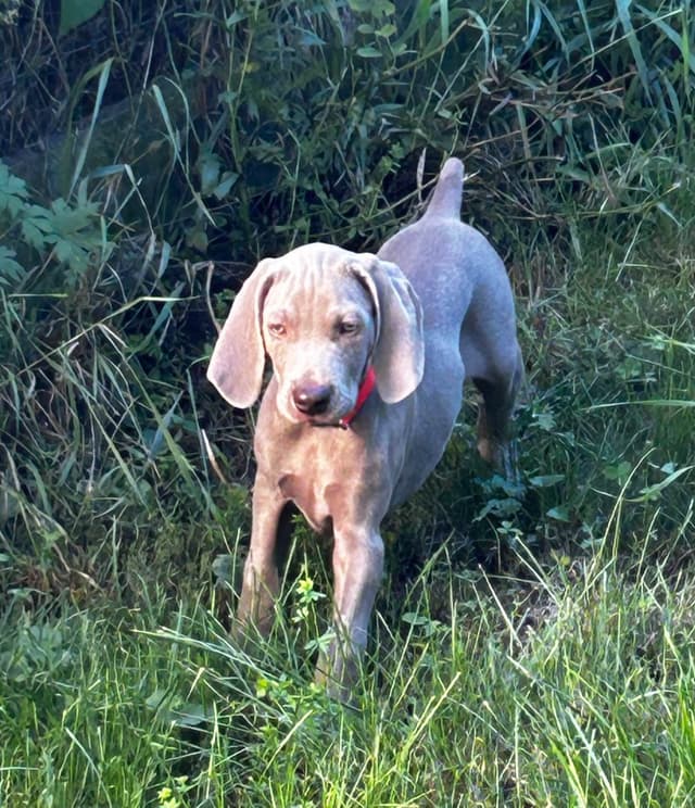 AKC Weimaraner Puppies media 7
