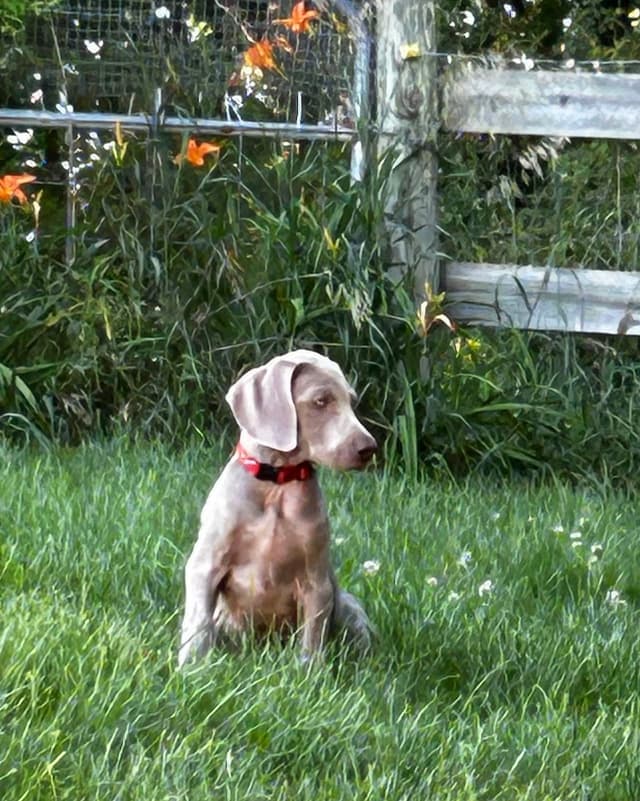 AKC Weimaraner Puppies media 8