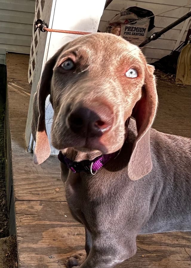 AKC Weimaraner Puppies media 9