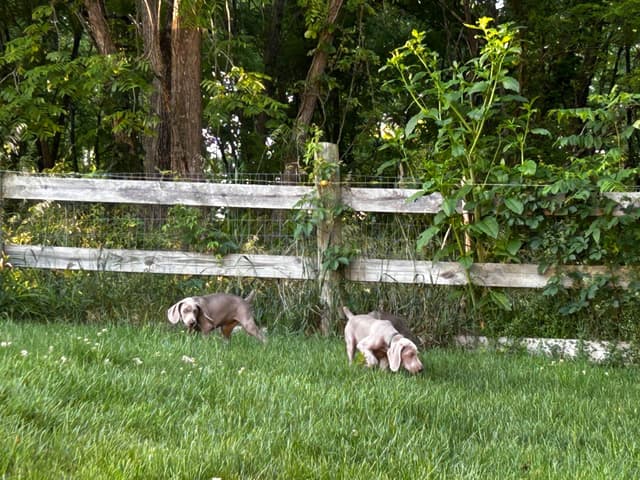 AKC Weimaraner Puppies media 10