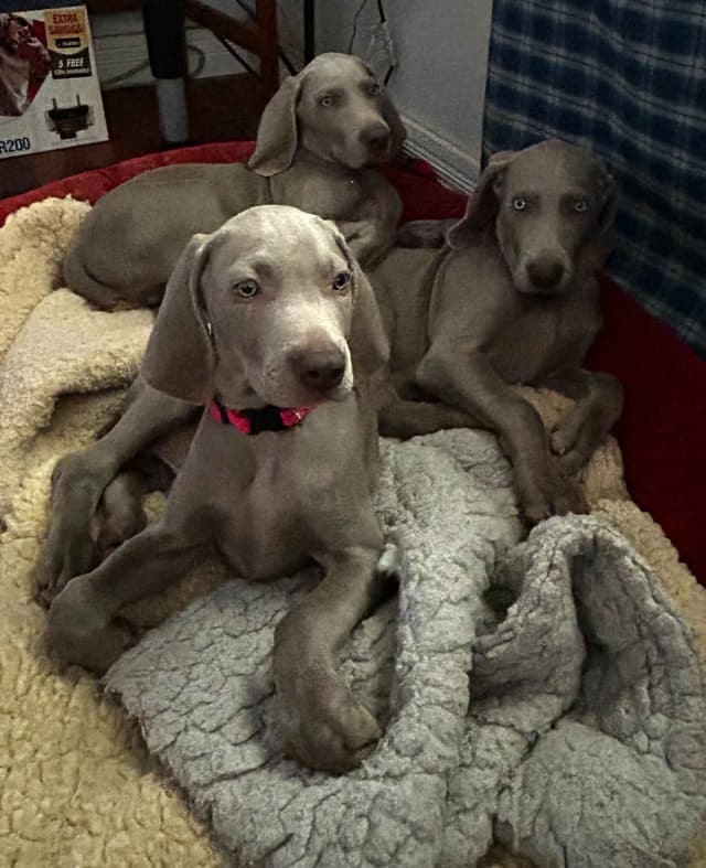 AKC Weimaraner Puppies media 11