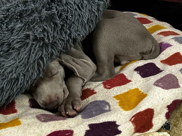 AKC Weimaraner Puppies media 12
