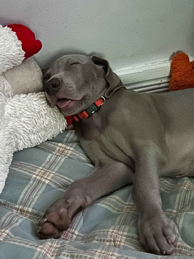 AKC Weimaraner Puppies media 14