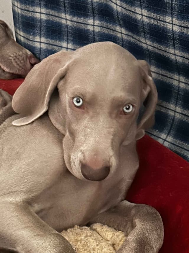 AKC Weimaraner Puppies media 13