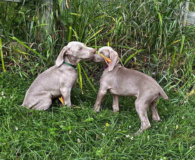 AKC Weimaraner Puppies media 15