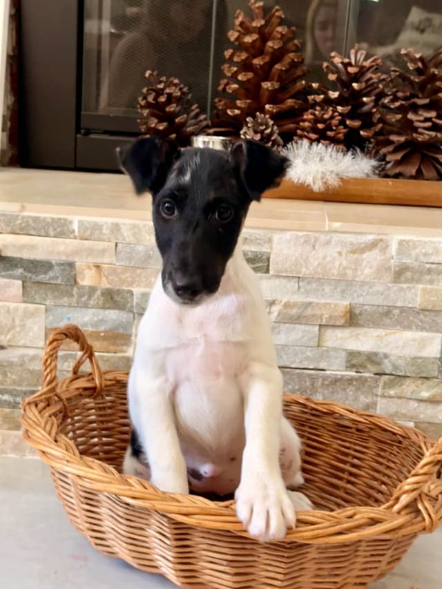 Smooth Fox Terrier Puppies media 2