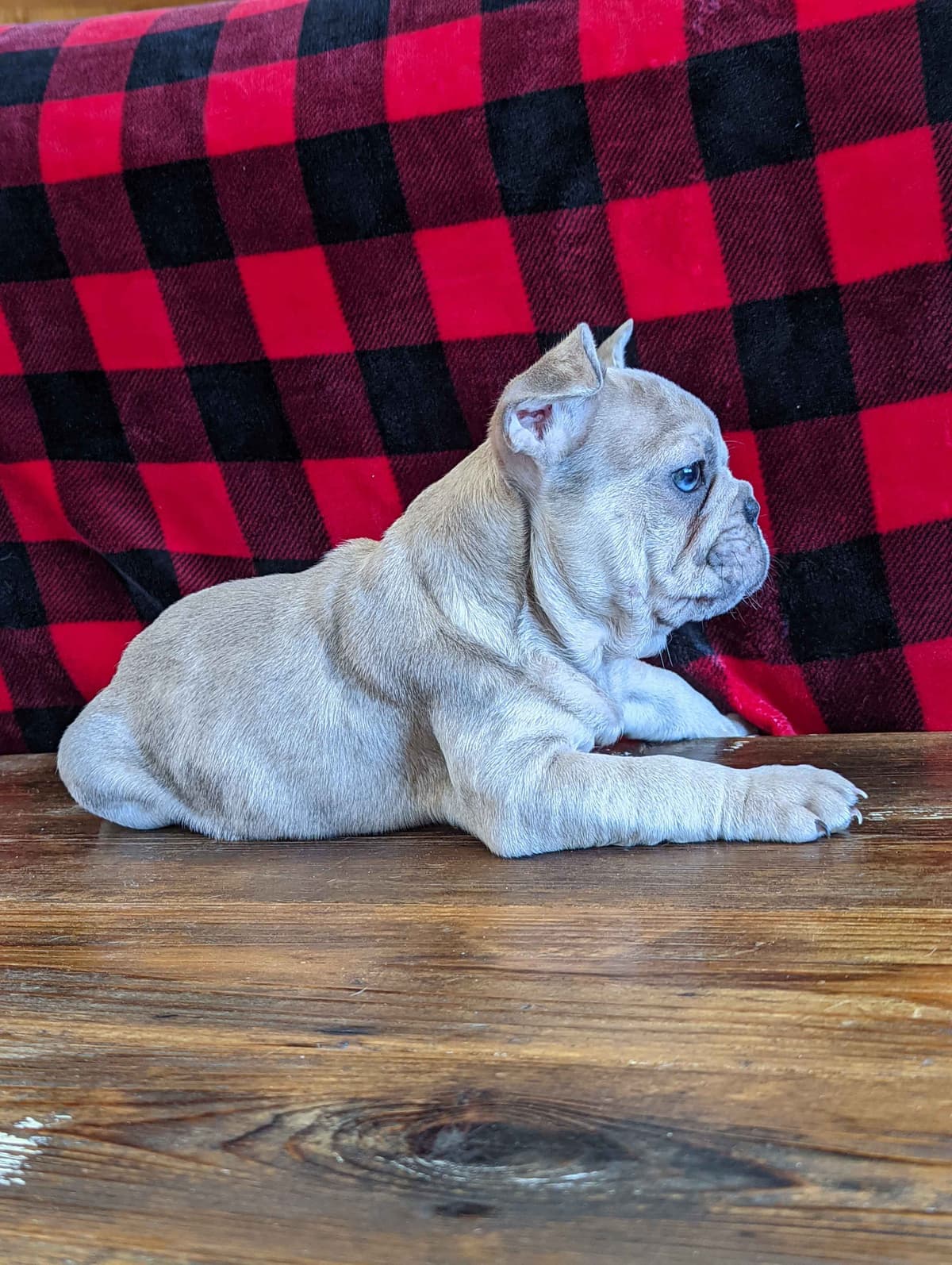 French Bulldog Puppies breeder image 1