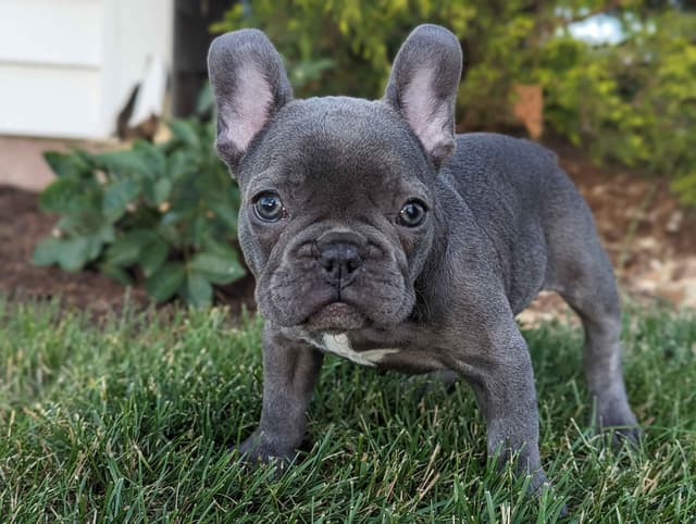French Bulldog Puppies media 2