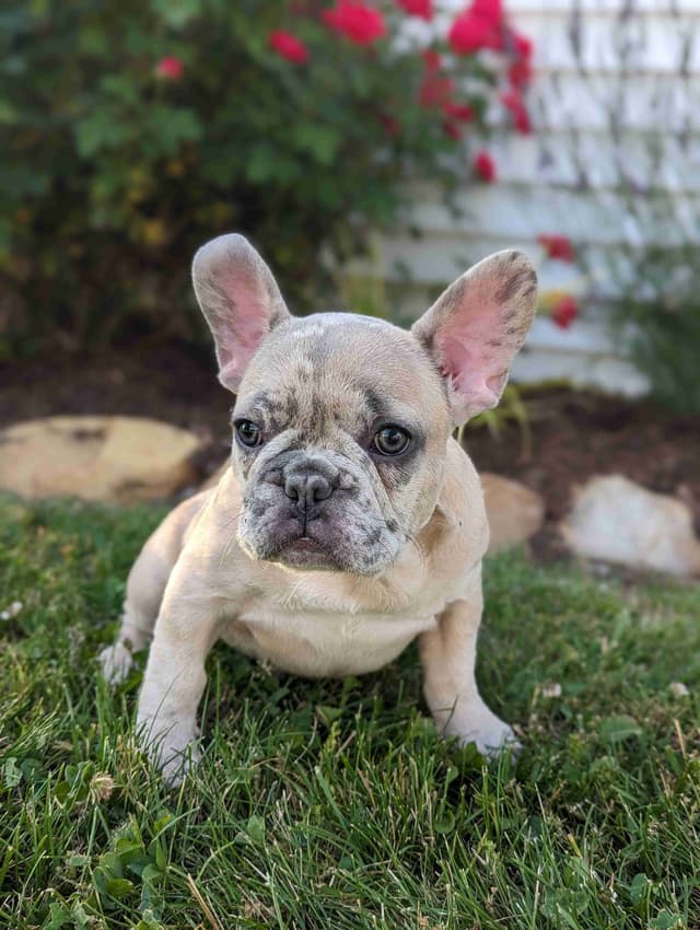 French Bulldog Puppies media 3