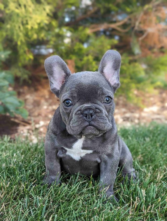 French Bulldog Puppies media 4