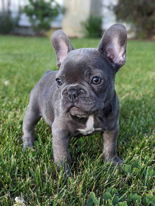 French Bulldog Puppies media 5