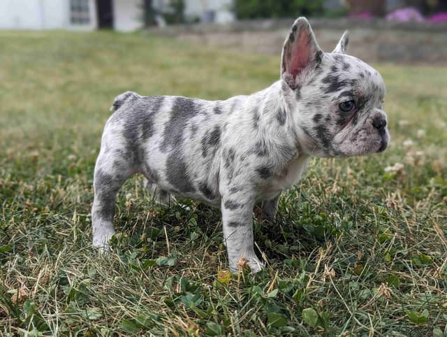 French Bulldog Puppies media 3