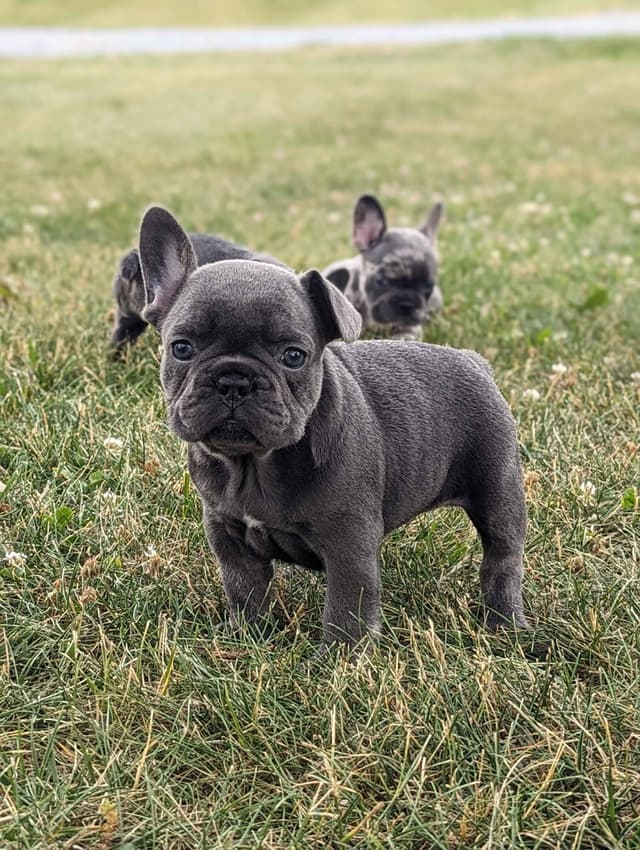 French Bulldog Puppies media 11