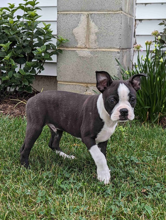 Boston Terrier Puppies media 2