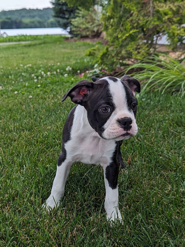 Boston Terrier Puppies media 3