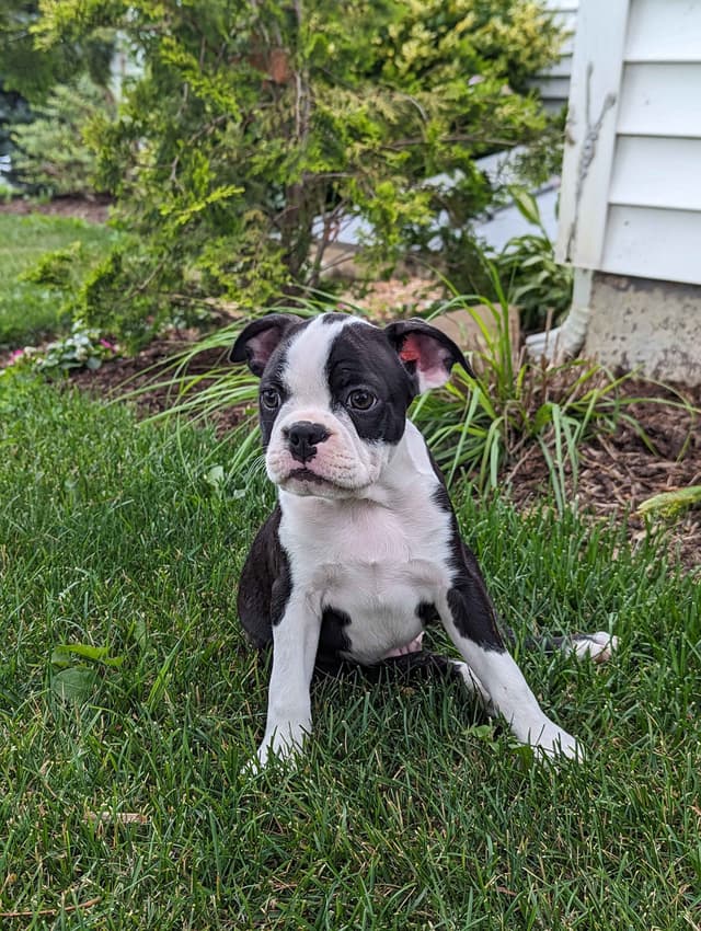 Boston Terrier Puppies media 5