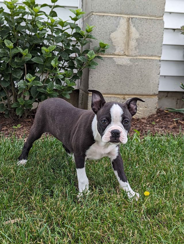Boston Terrier Puppies media 6