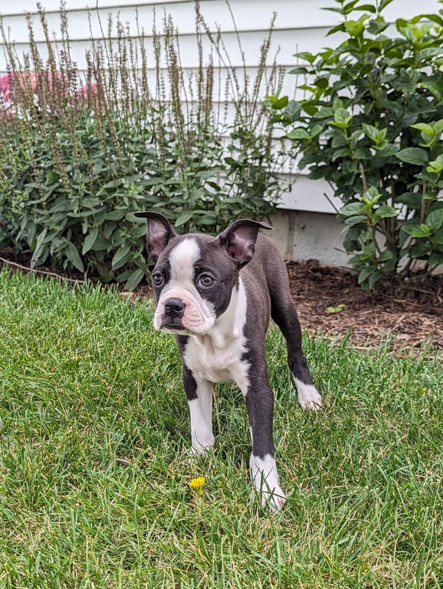 Boston Terrier Puppies media 7