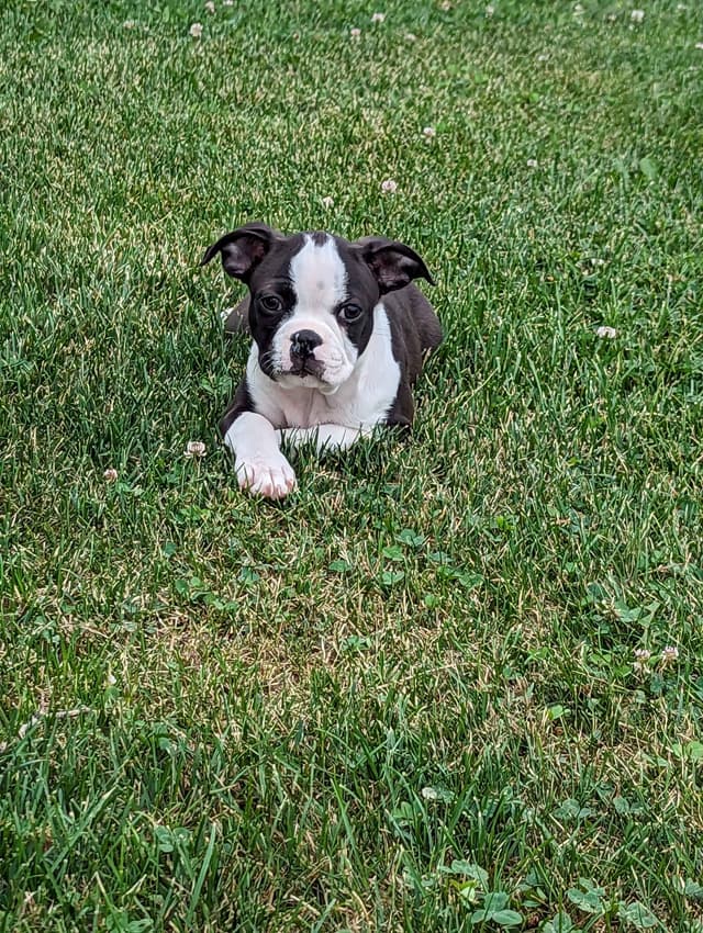 Boston Terrier Puppies media 9