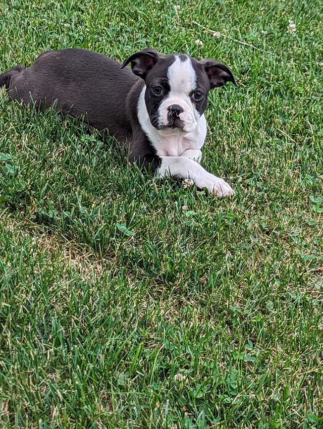 Boston Terrier Puppies media 8