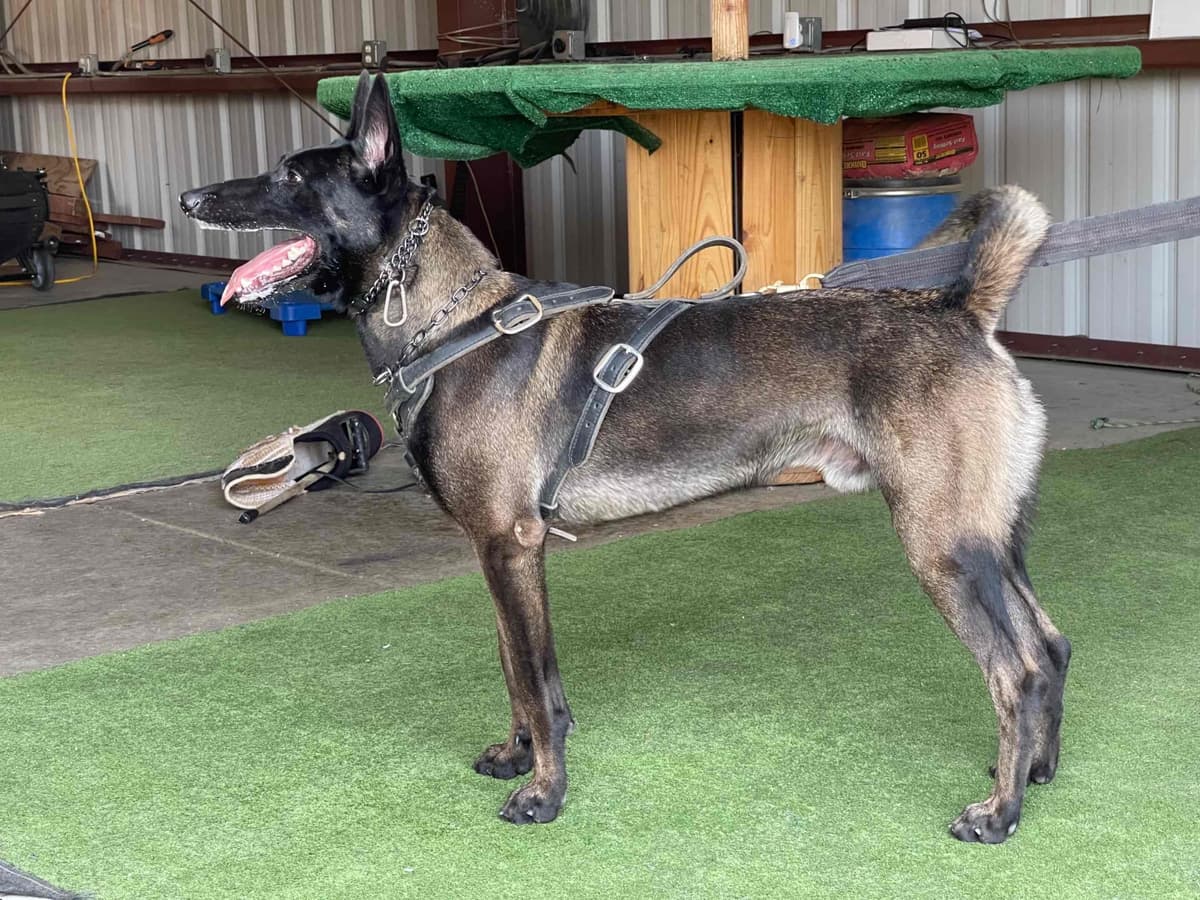 Belgian Malinois Puppies breeder image 2